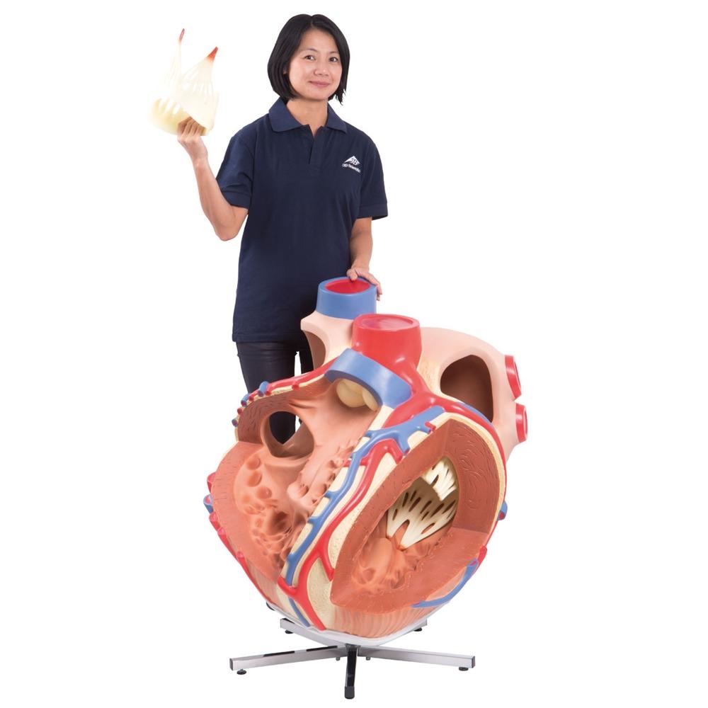 Giant Heart Model - 8X Life Size Human Heart Anatomy for Medical Education & Display | Perfect for Classrooms, Labs & Doctor Offices