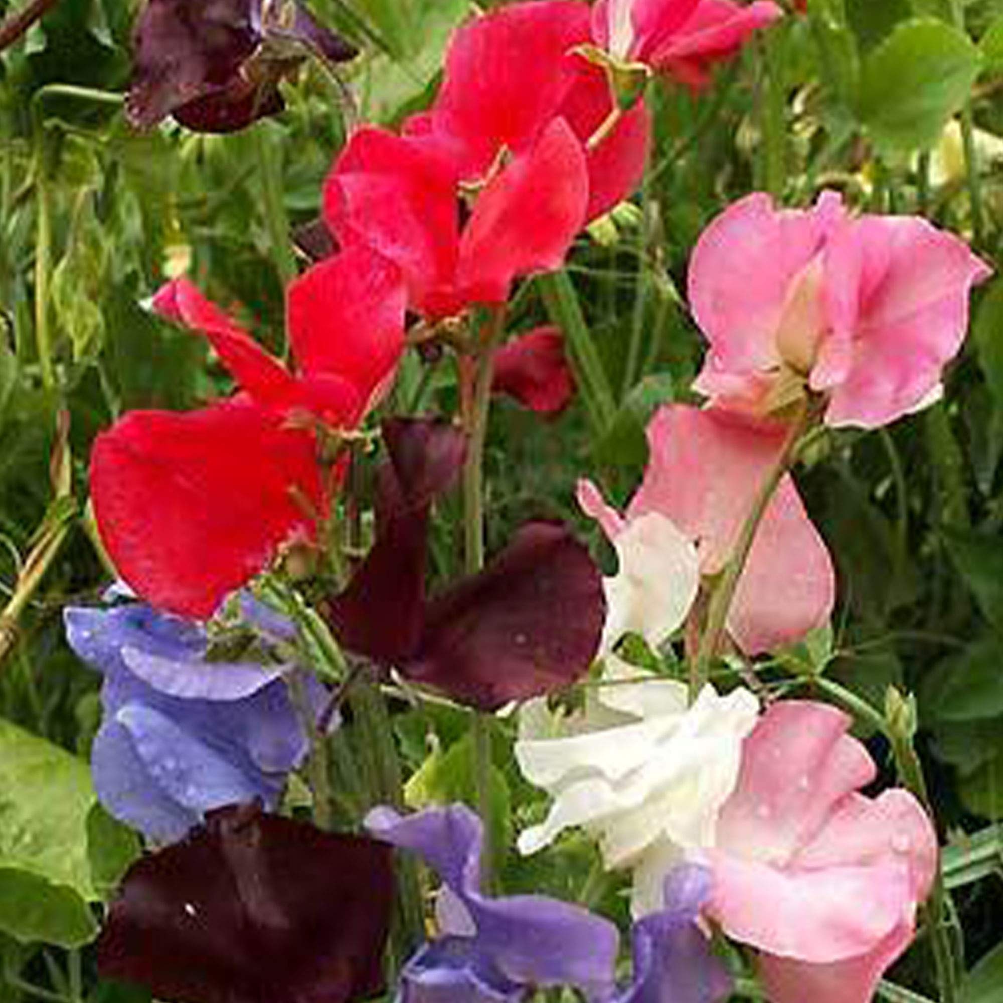 Sweet Pea Multiflora Mix Seeds - Non-GMO, Fragrant Flowers for Gardens & Bouquets