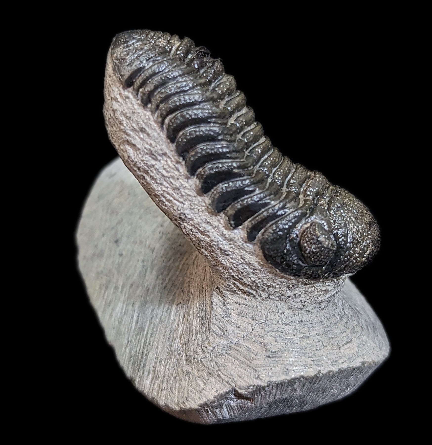 Eldredgeops Rana Trilobite Fossil in Matrix - Authentic Devonian Era Fossil Specimen for Collectors & Home Decor | Perfect for Science Enthusiasts & Unique Gift Ideas