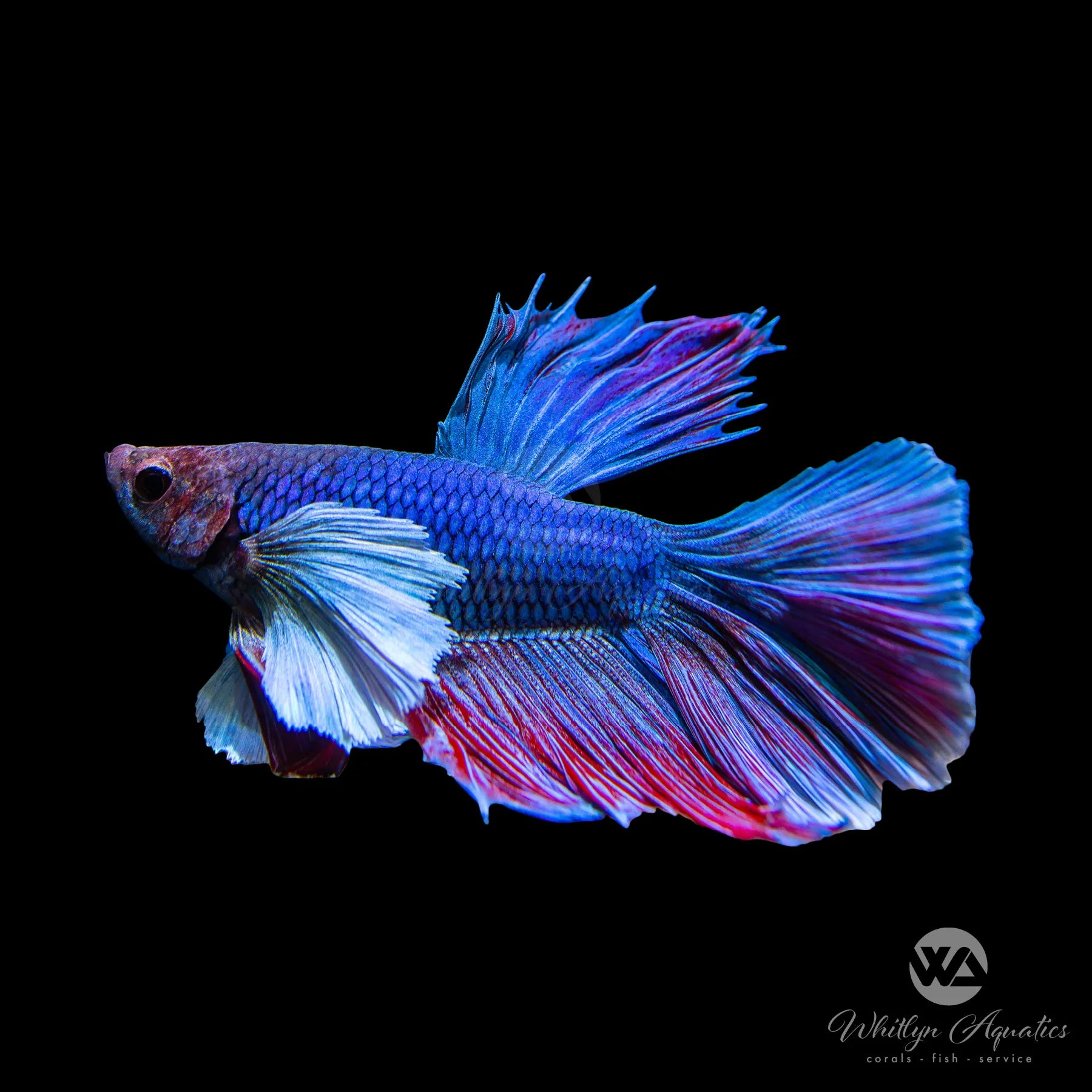 Premium Dumbo Halfmoon Male Betta Fish - Vibrant Colors & Flowing Fins - Perfect for Aquariums, Fish Tanks & Home Decor