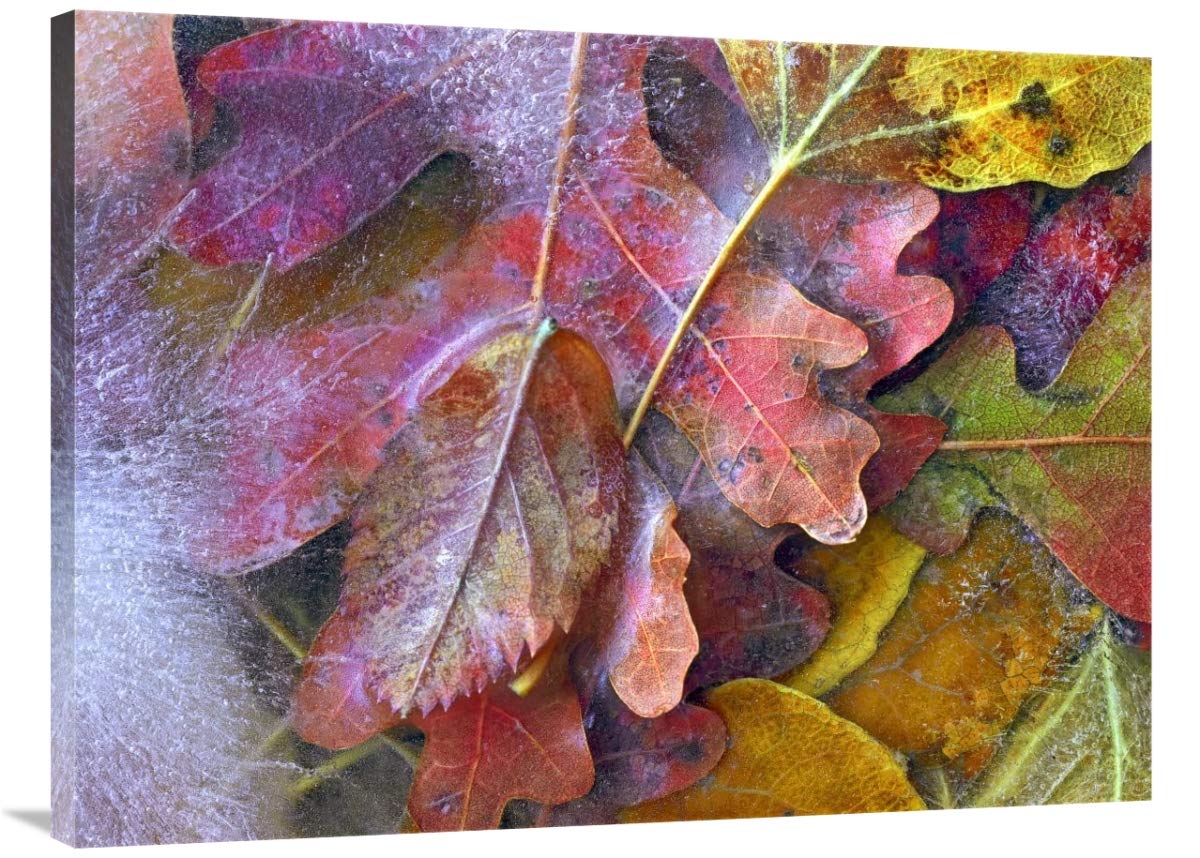 30 x 40 Inch Frozen Autumn Leaves Art Print - North America Landscape Wall Decor by Tim Fitzharris | Perfect for Living Room, Bedroom & Office