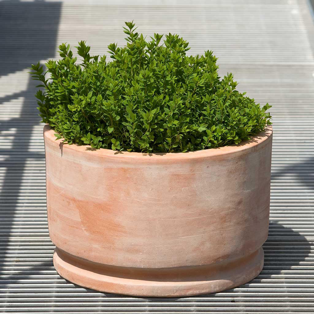 Campania International Amelie Terra Cotta Planter Set of 2 - Elegant Flower Pots for Indoor & Outdoor Garden Decor, Patio, Balcony, and Home Décor
