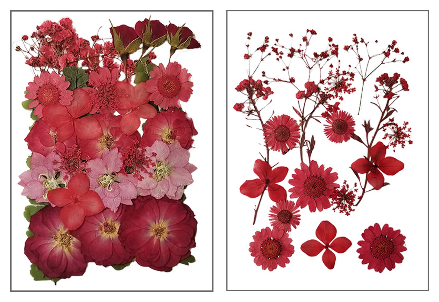 MEINA 40 PCS Natural Multi-Colored Dried Pressed Flowers for Resin Art, DIY Crafts, Scrapbooking & Jewelry Making - Vibrant Red Floral Embellishments for Home Decor, Wedding Invitations & Gift Wrapping