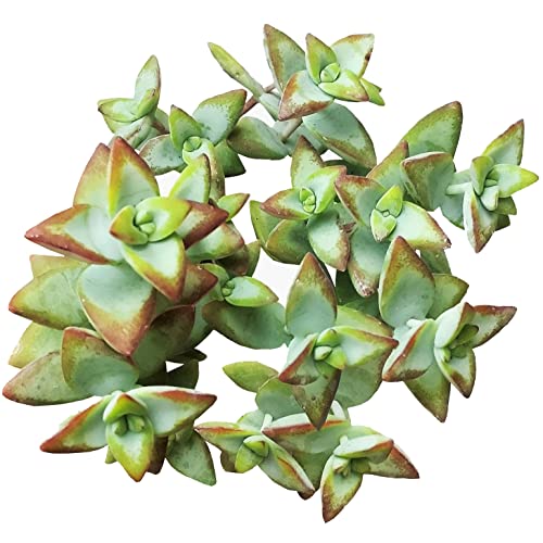 Crassula High Voltage