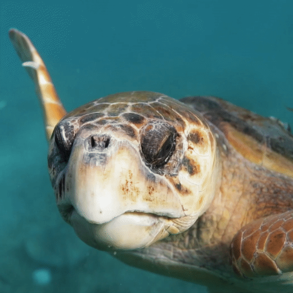 4ocean Loggerhead Sea Turtle Bracelet - Eco-Friendly Ocean Conservation Jewelry for Women & Men - Perfect for Beach Lovers, Environmentalists & Gift Giving