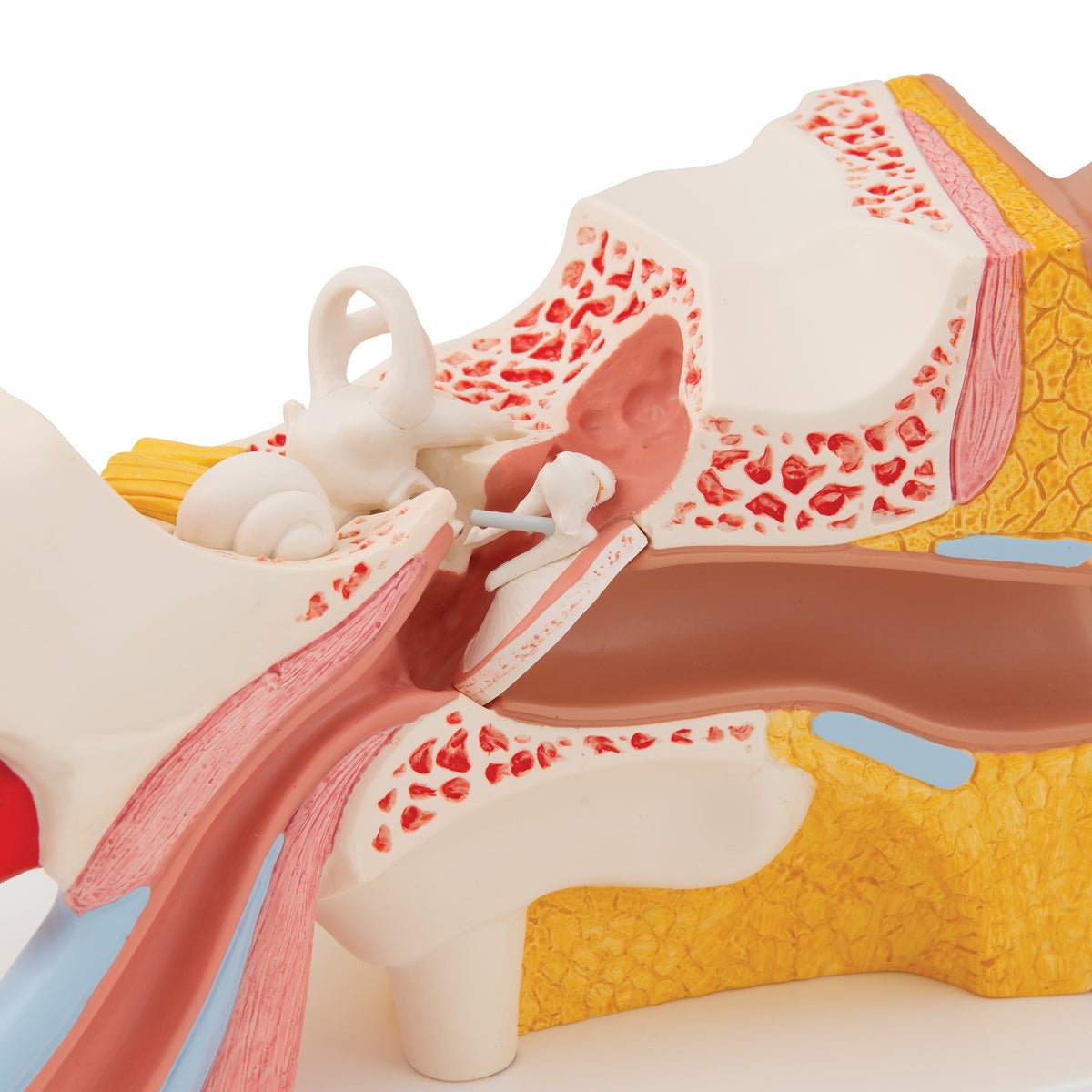 Giant Ear Anatomy Model - 3X Life Size, 4-Part Human Ear Display for Medical Education & Science Classrooms | Perfect for Doctors, Students & Biology Labs