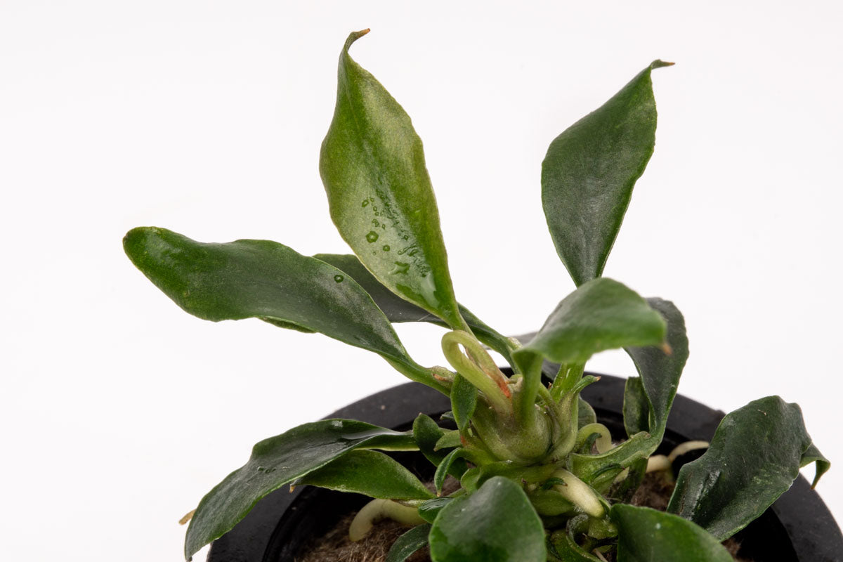 Anubias Chili Mini Live Aquarium Plant - Easy Low Light Aquatic Plant for Fish Tanks, Aquascaping & Nano Tanks (Perfect for Shrimp & Betta Fish Habitats)