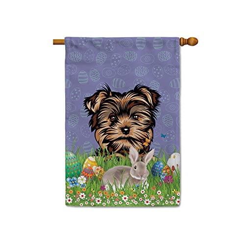Yorkie 1