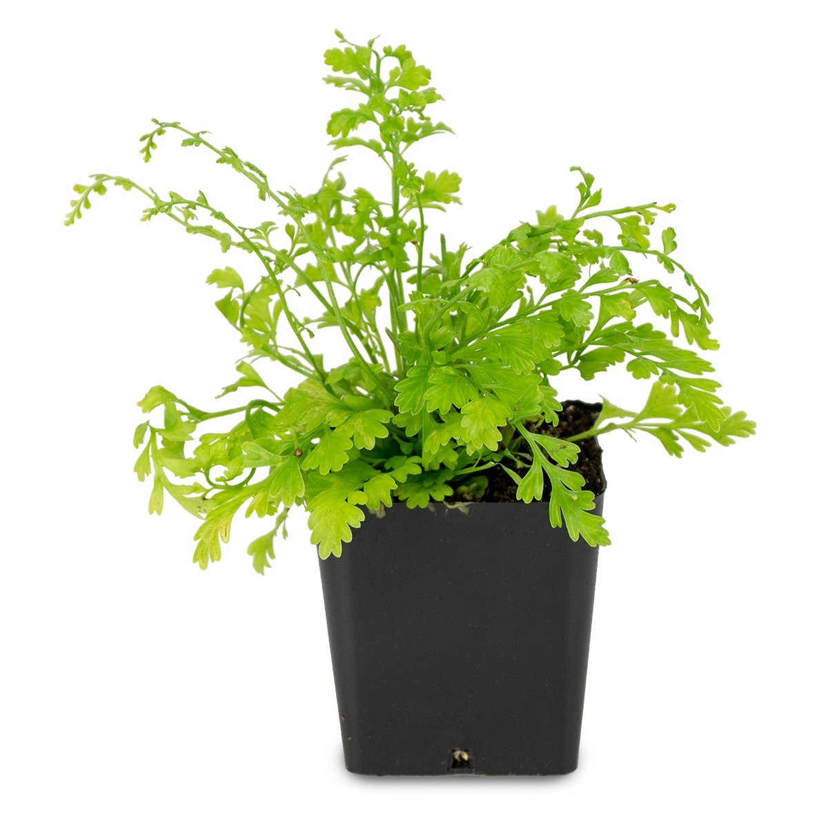 Sprig & Stone Live Mini Ferns Terrarium Plants (Mother) - Perfect for Indoor Terrariums, Fairy Gardens & Home Decor