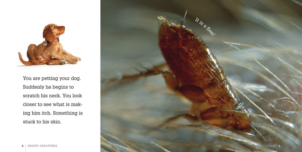 Effective Flea Treatment for Dogs & Cats | Fast-Acting Flea Control Solution | Home & Pet Use
