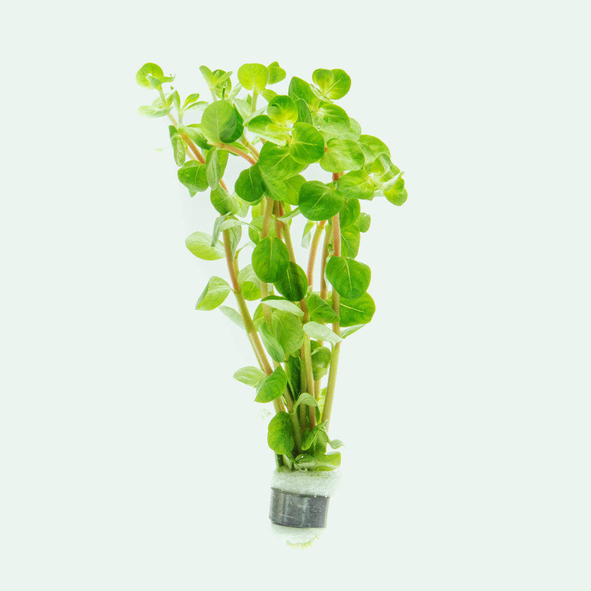Rotala Fujian Aquatic Plant for Freshwater Aquariums - Perfect for Aquascaping, Fish Tanks & Planted Aquariums