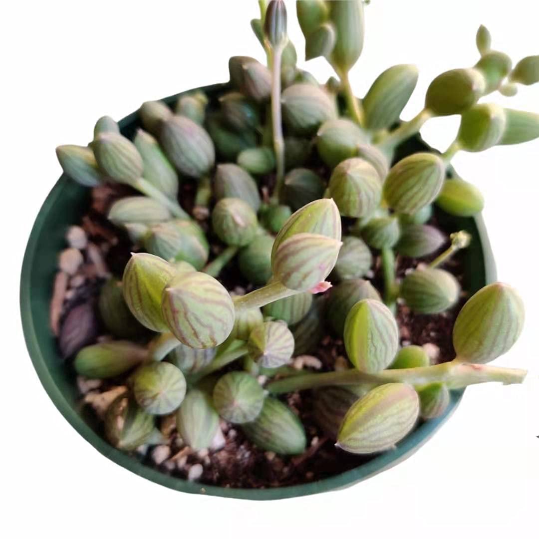 Live Trailing Plants - String of Watermelons Succulent (4