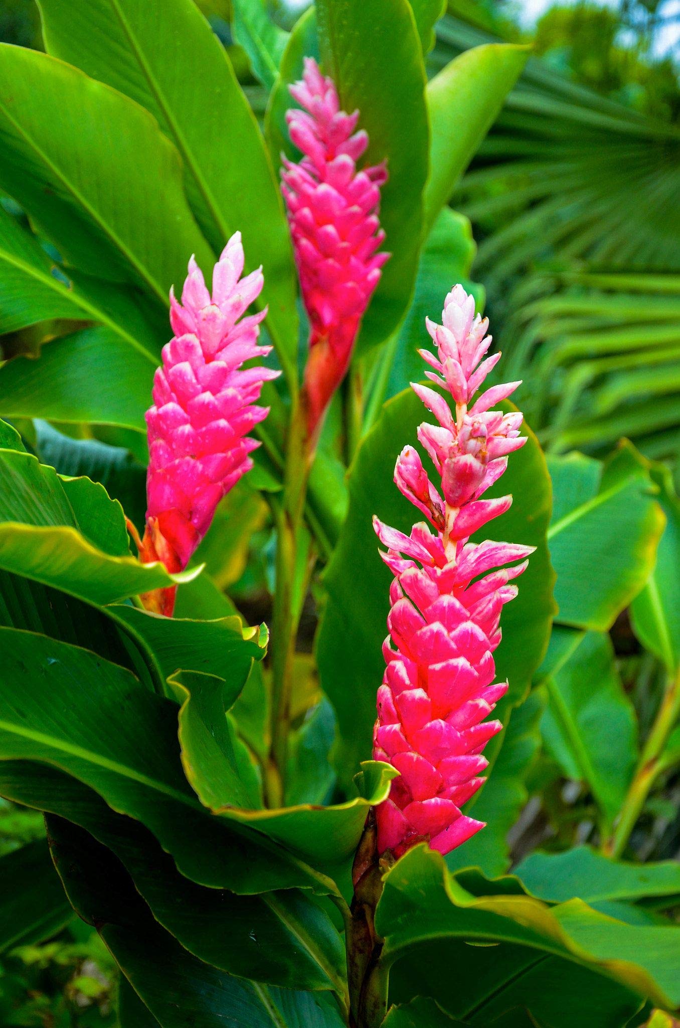 Pink Hawaiian Ginger Alpinia Purpurata Starter Plant - Tropical Flowering Perennial for Garden Landscaping, Patio Decor & Hawaiian Themed Weddings
