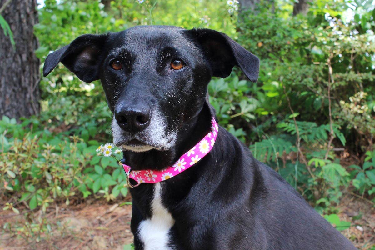 Limeloot Pink Daisy Dog Collar - Adjustable Soft Nylon Pet Collar for Small Female Dogs | Perfect for Spring Summer Outfits & Daily Walks