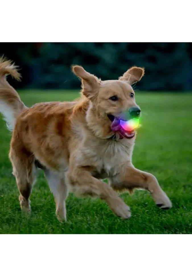 Nite Ize GLOWSTREAK WILD LED Ball & Disc - High Visibility Glow in The Dark Dog Toy for Nighttime Fetch, Outdoor Play, and Beach Activities