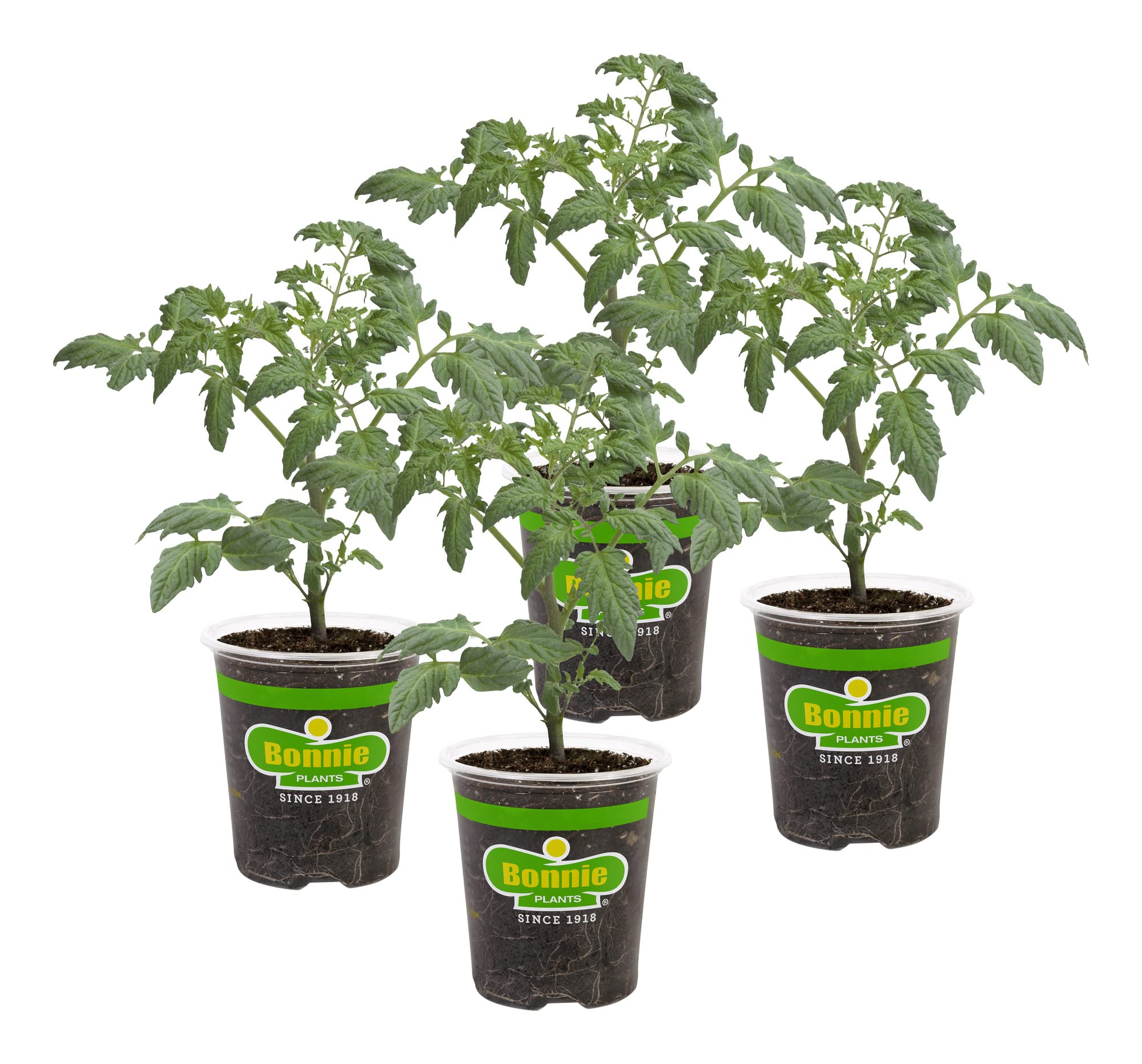 Bonnie Plants Bush Goliath Tomato Live Vegetable Plants - 4 Pack, Disease-Resistant, 6-8 Oz. Fruit Size, Ideal for Containers & Small Gardens - Perfect for Fresh Salads, Homegrown Salsa, and Organic Gardening