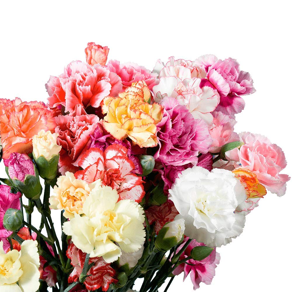 300 Fresh Novelty Carnations Bouquet - Premium Wedding, Birthday, Anniversary & Bridal Shower Flowers - Home Decor & Gift Delivery - Perfect for Centerpieces, Romantic Gifts & Special Occasions