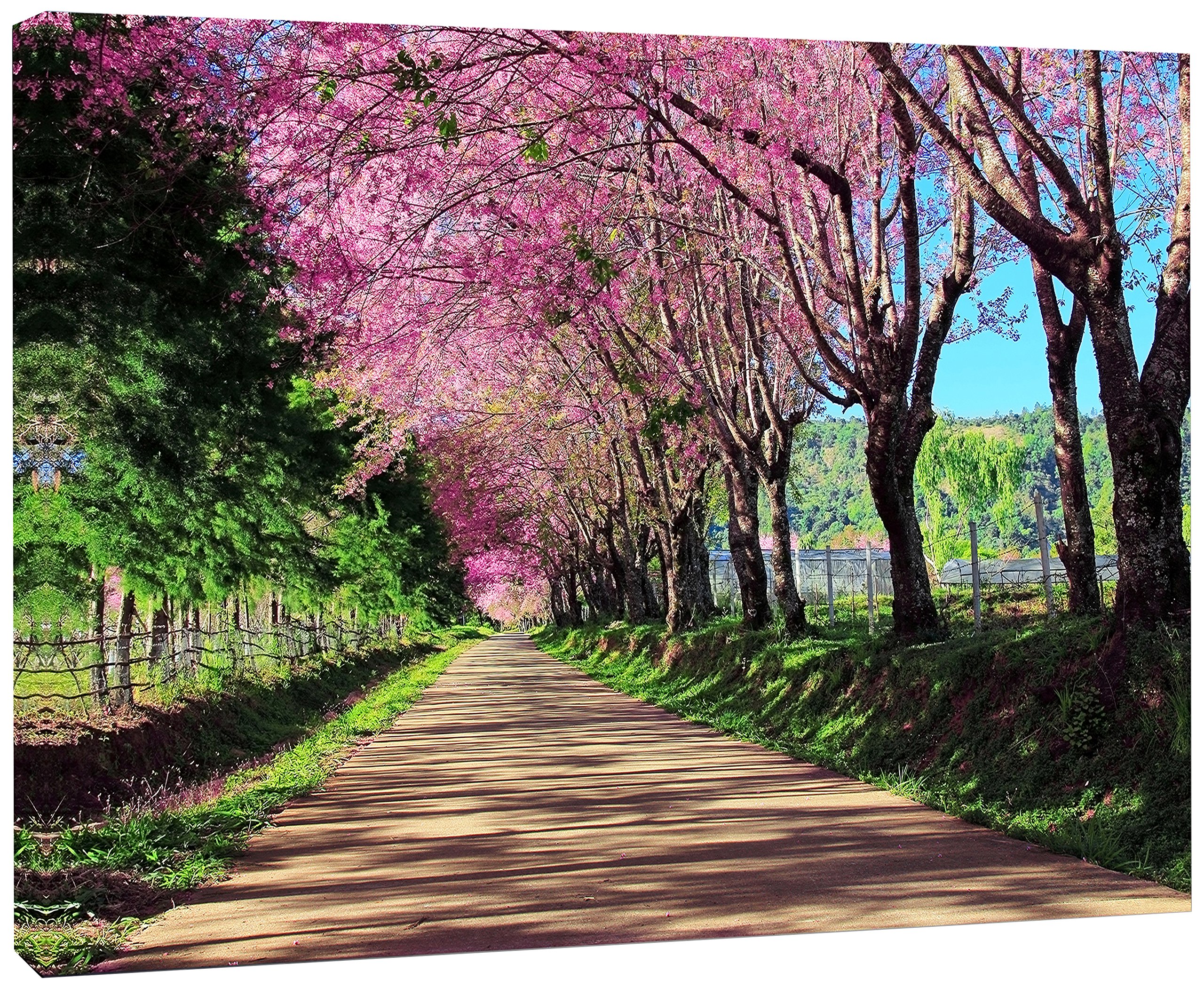 Cherry Blossom Pathway in Chiang Mai Landscape Canvas Art Print - Stunning Nature Wall Decor for Living Room, Bedroom & Office