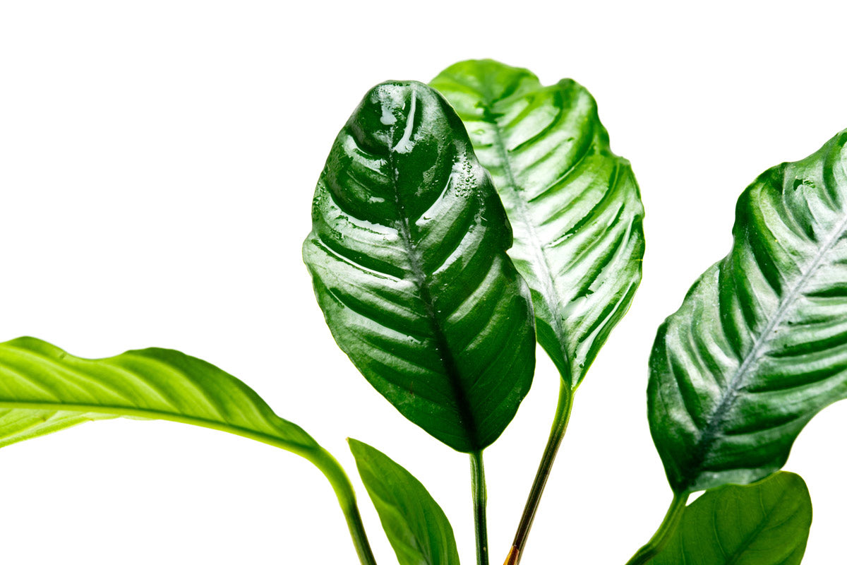 Anubias Barteri Coffeefolia Live Aquarium Plant - Low Light Freshwater Aquatic Plant for Fish Tanks, Aquascaping & Terrariums