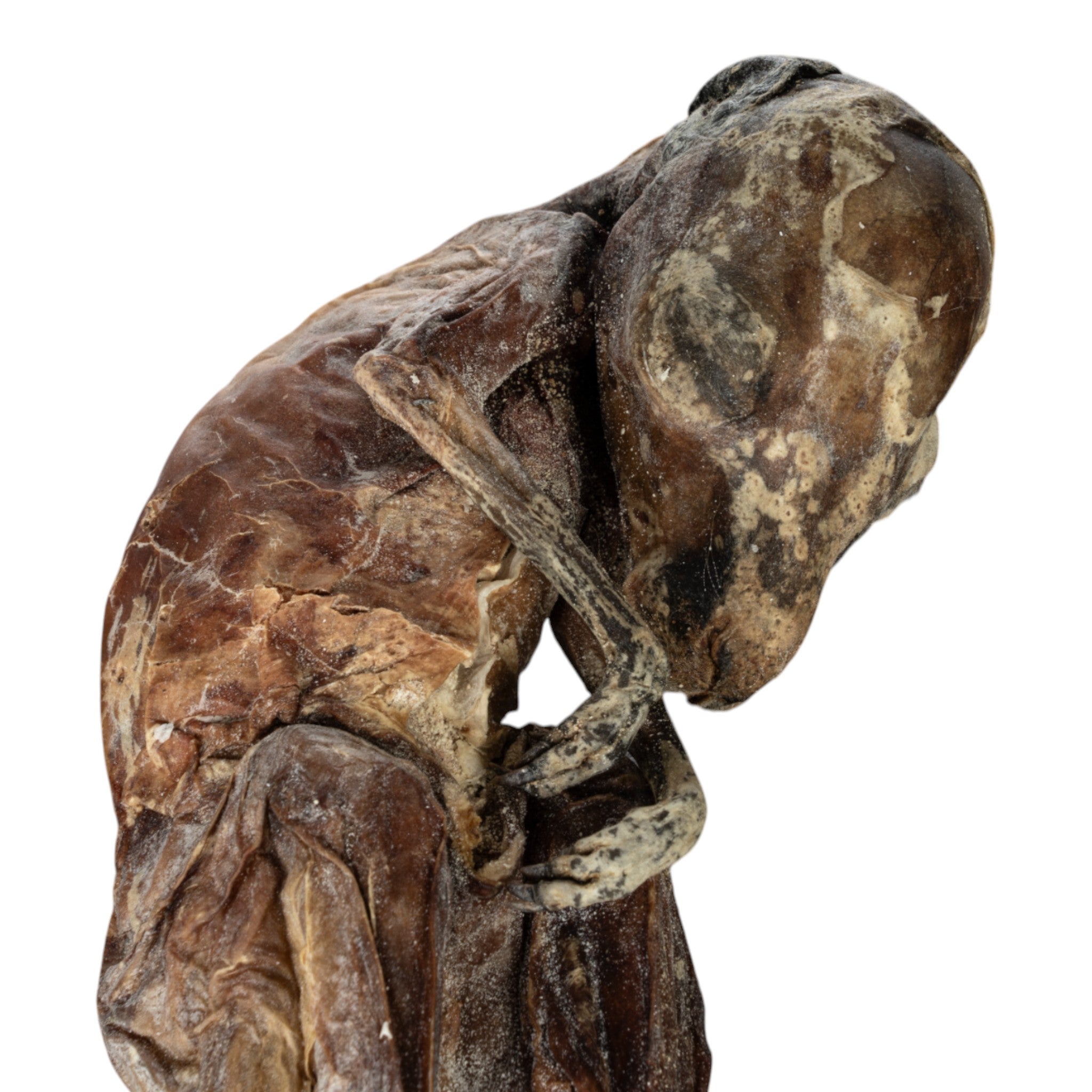 Real Preserved Kangaroo Fetus Specimen - Unique Collectible for Science Education, Taxidermy, and Home Decor