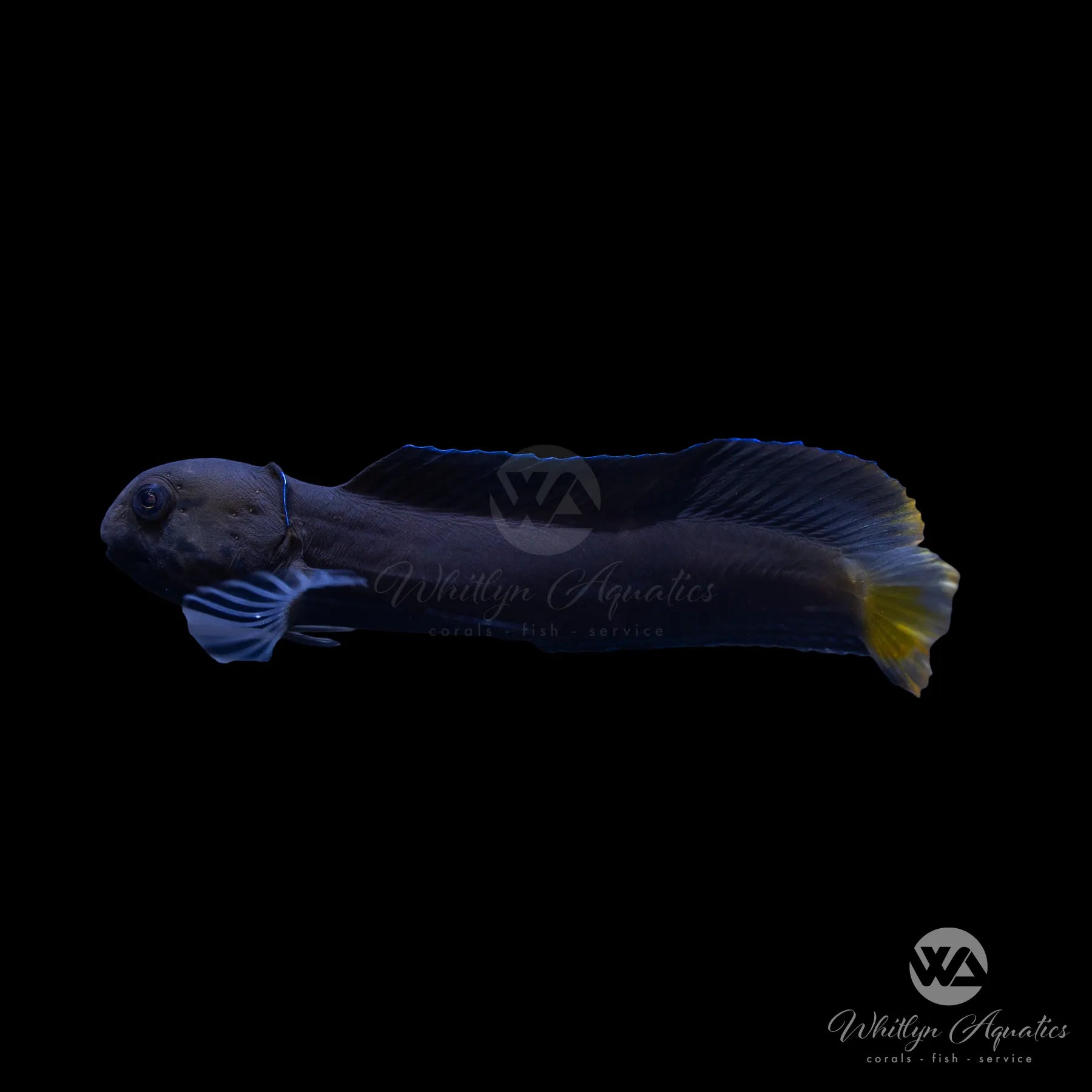 Flametail Blenny Fish (Ecsenius flavipes) - Saltwater Aquarium Fish for Reef Tanks & Marine Aquascaping