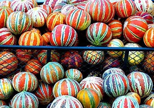 Kajar Melon