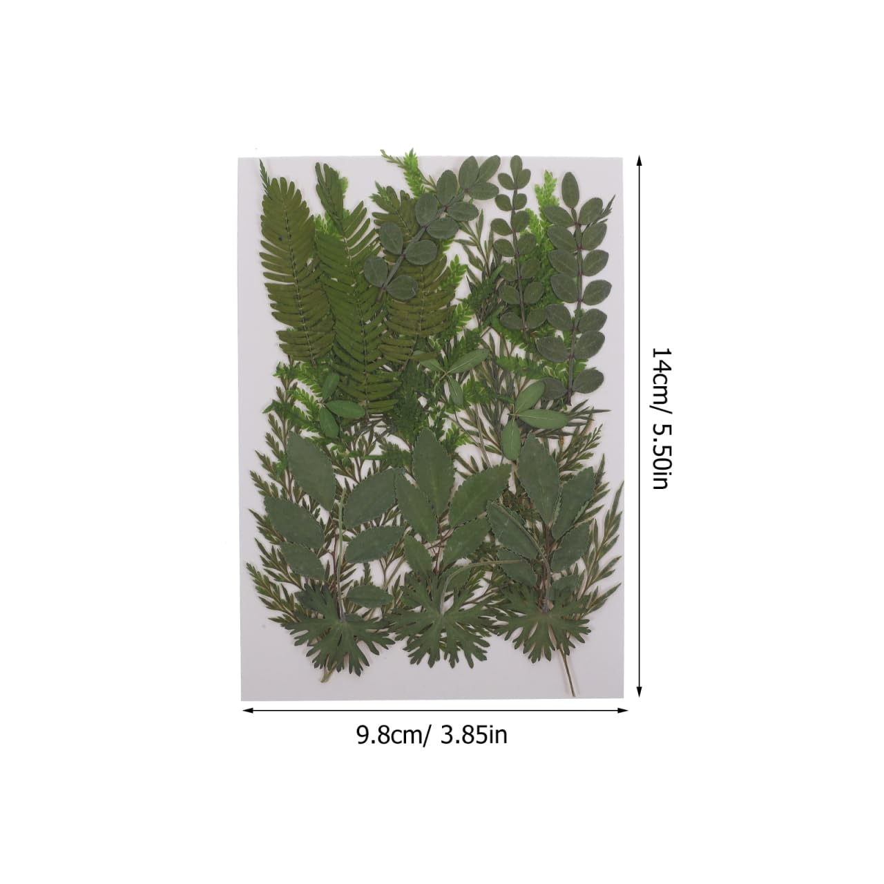 Artibetter Real Dried Pressed Leaves - 7 Natural Botanical Specimens for DIY Crafts, Candle Making, Scrapbooking, Wedding Invitations & Home Decor - Perfect for Nature-Inspired Art Projects (Style 1)