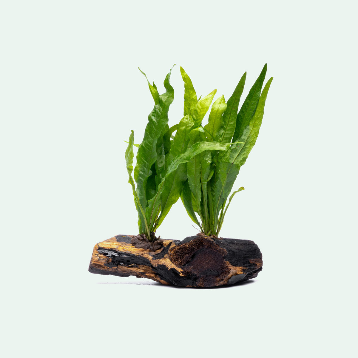Microsorum Pteropus Java Fern on Driftwood - Perfect for Aquascaping & Natural Fish Tank Decor