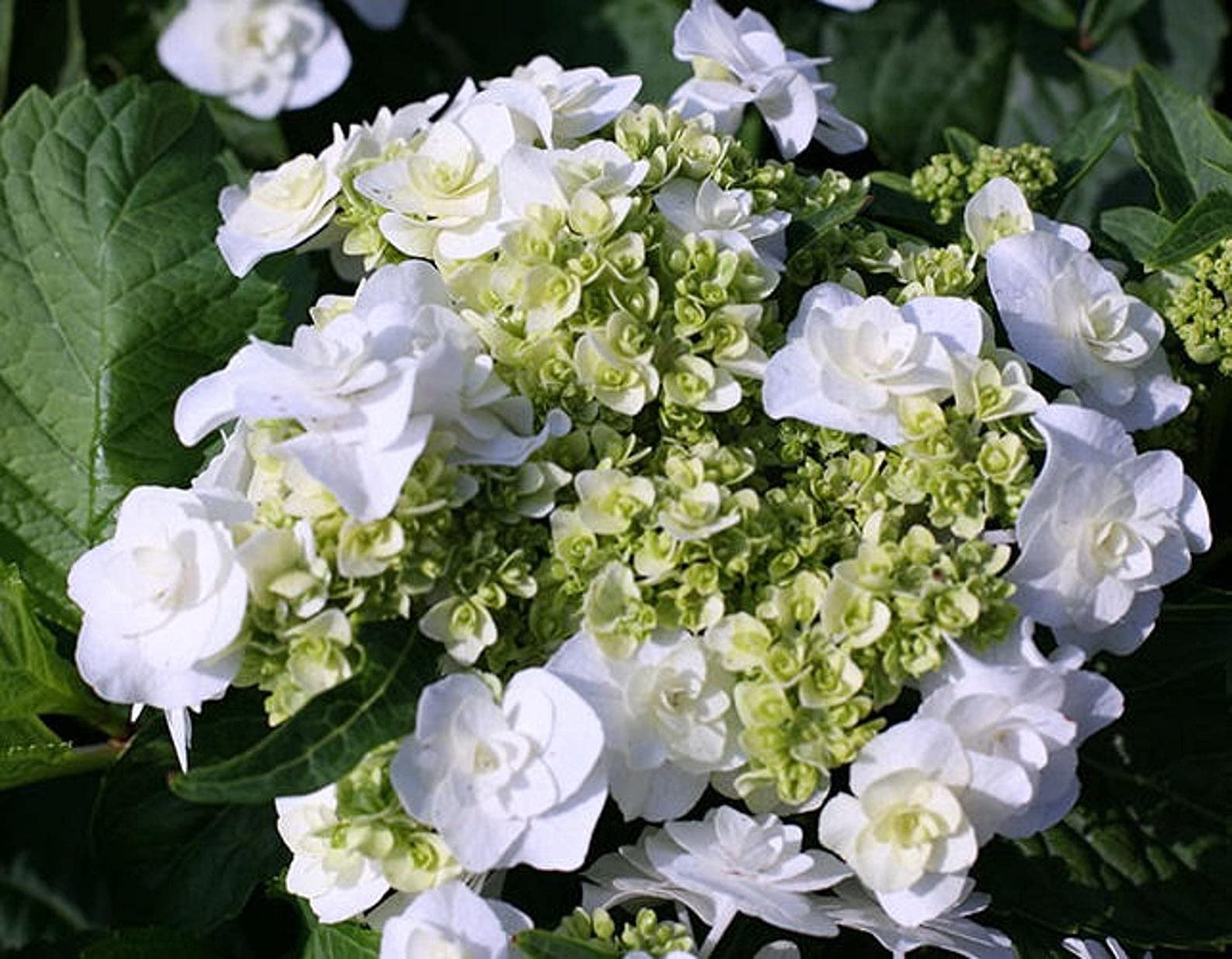 1 Hydrangea Starter Plant - White Blooming Wedding Flower for Bouquets, Gardens & Home Decor