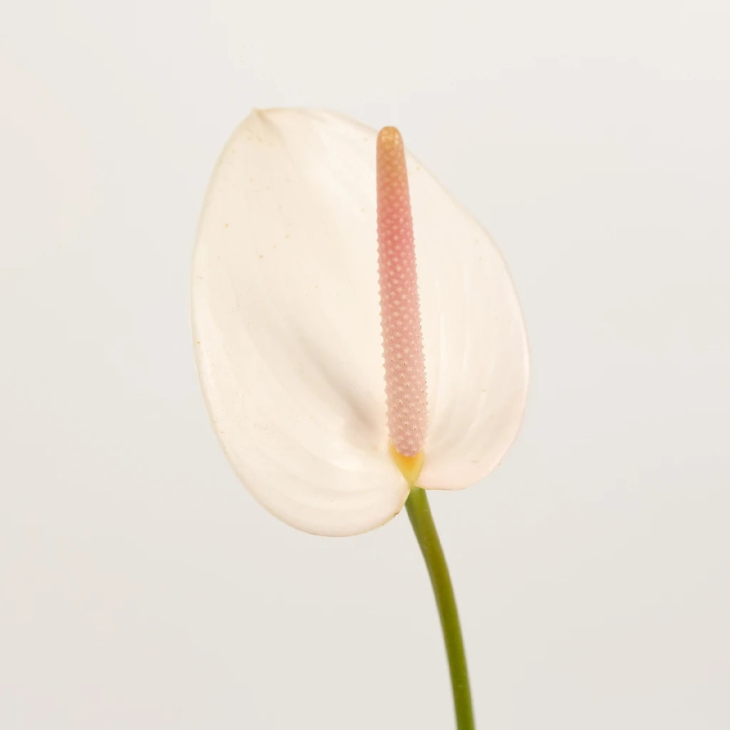 Anthurium Pink Mist Tropical Flower - Live Houseplant for Home & Office Decor - Perfect for Gifts, Weddings, and Indoor Gardening