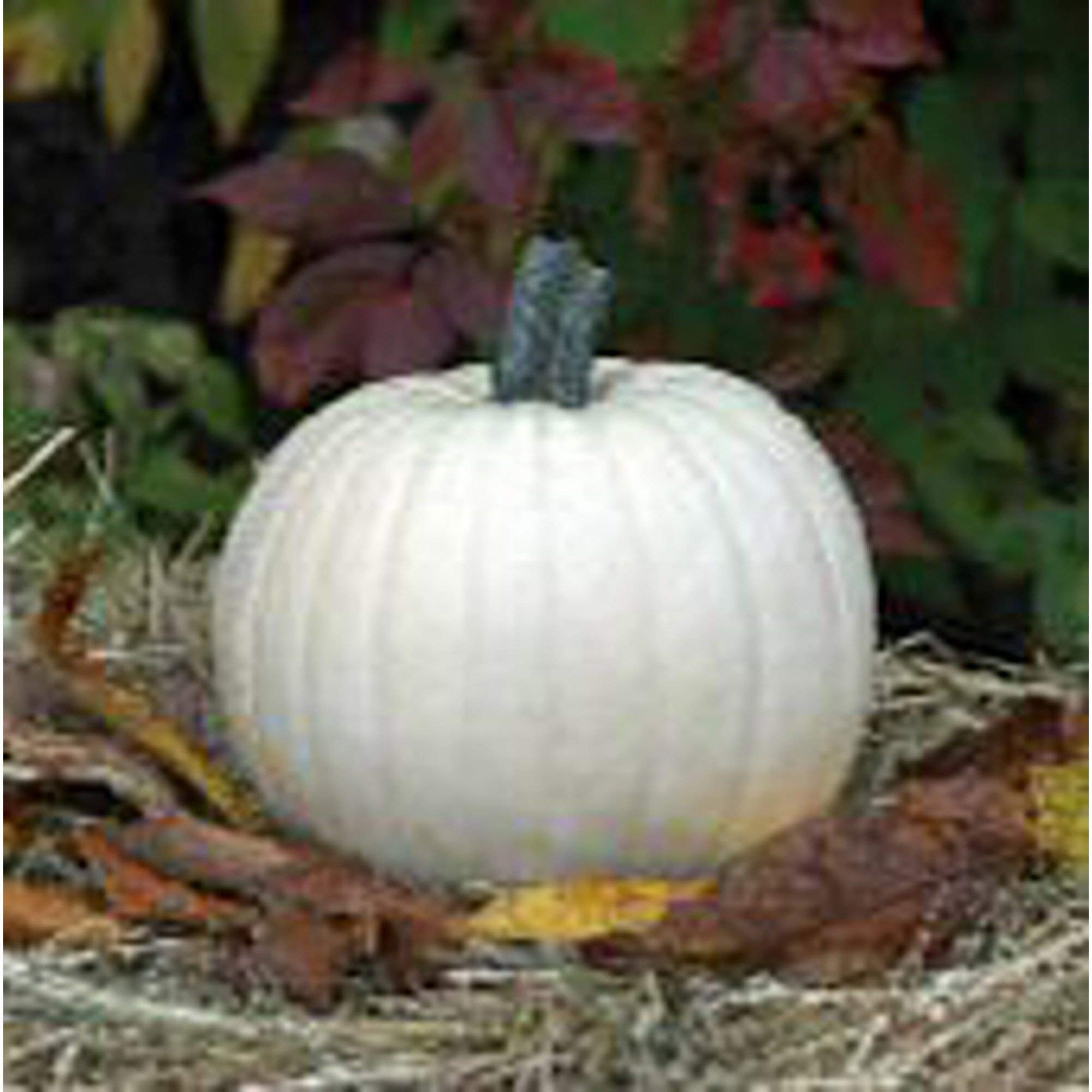 Moonshine Pumpkin Seeds (25+ Seeds) - Heirloom, Non-GMO, Organic Vegetable Seeds for Planting | Perfect for Fall Decorations, Halloween Pumpkins & Home Gardening
