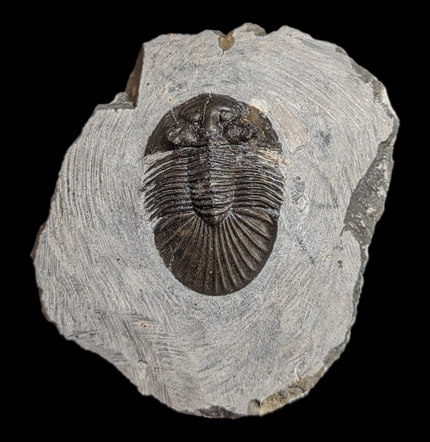 Authentic Fossil Trilobite Paralajurus in Matrix - Rare Natural Specimen for Collectors & Science Enthusiasts - Perfect for Home Decor, Classroom Display & Paleontology Gifts