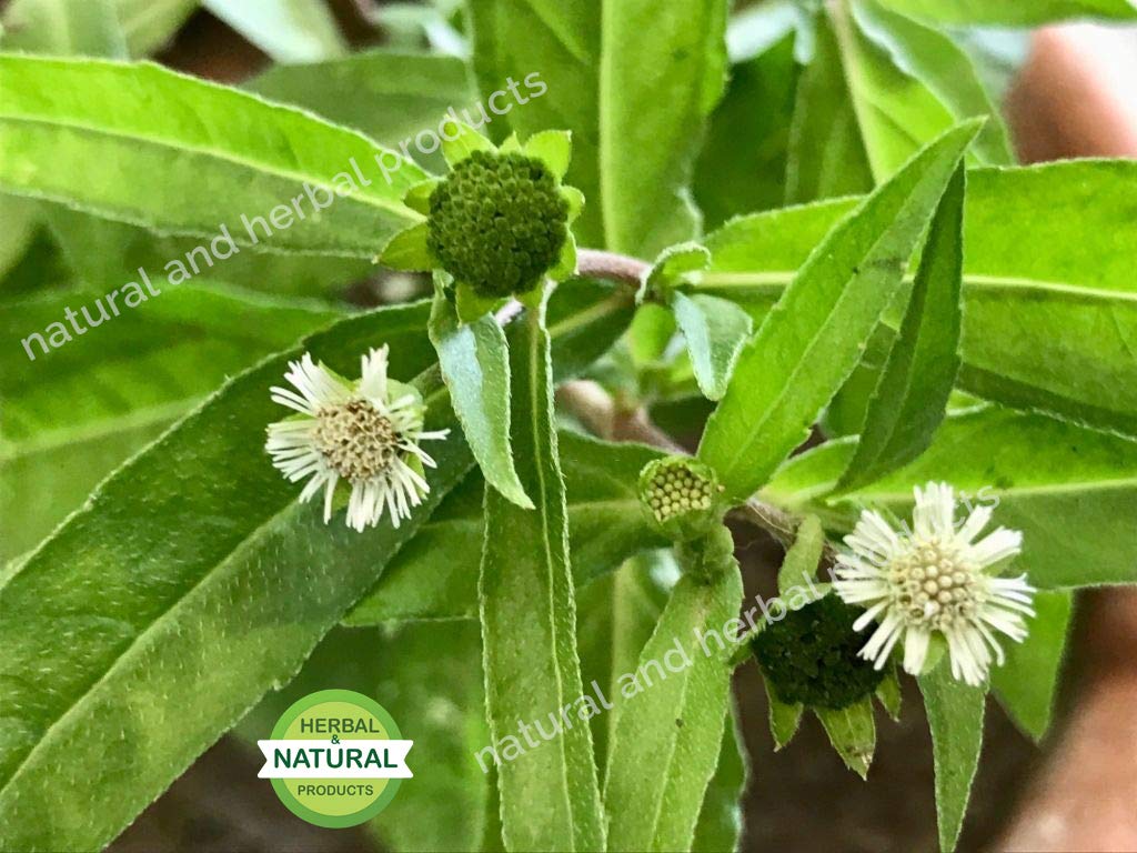 Organic Bhringraj Powder for Hair Growth & Strength - 100% Pure Herbal Hair Care Treatment for Thickening, Conditioning & Washing - Eclipta Prostrata False Daisy Extract - Promotes Healthy Scalp & Shiny Hair - Perfect for DIY Hair Masks, Ayurvedic Treatments & Natural Hair Regimen (100g)