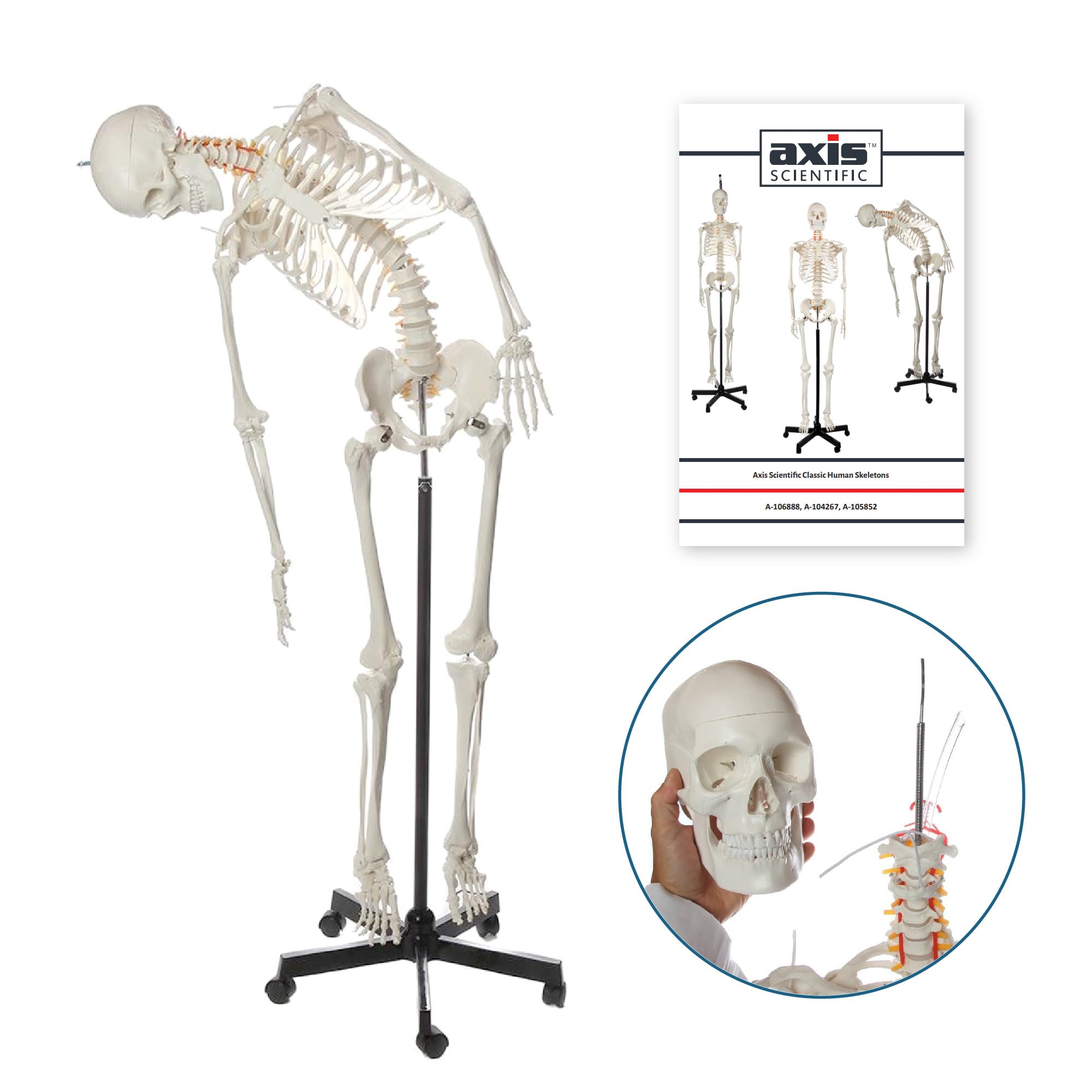 Axis Scientific Life-Size 5'6