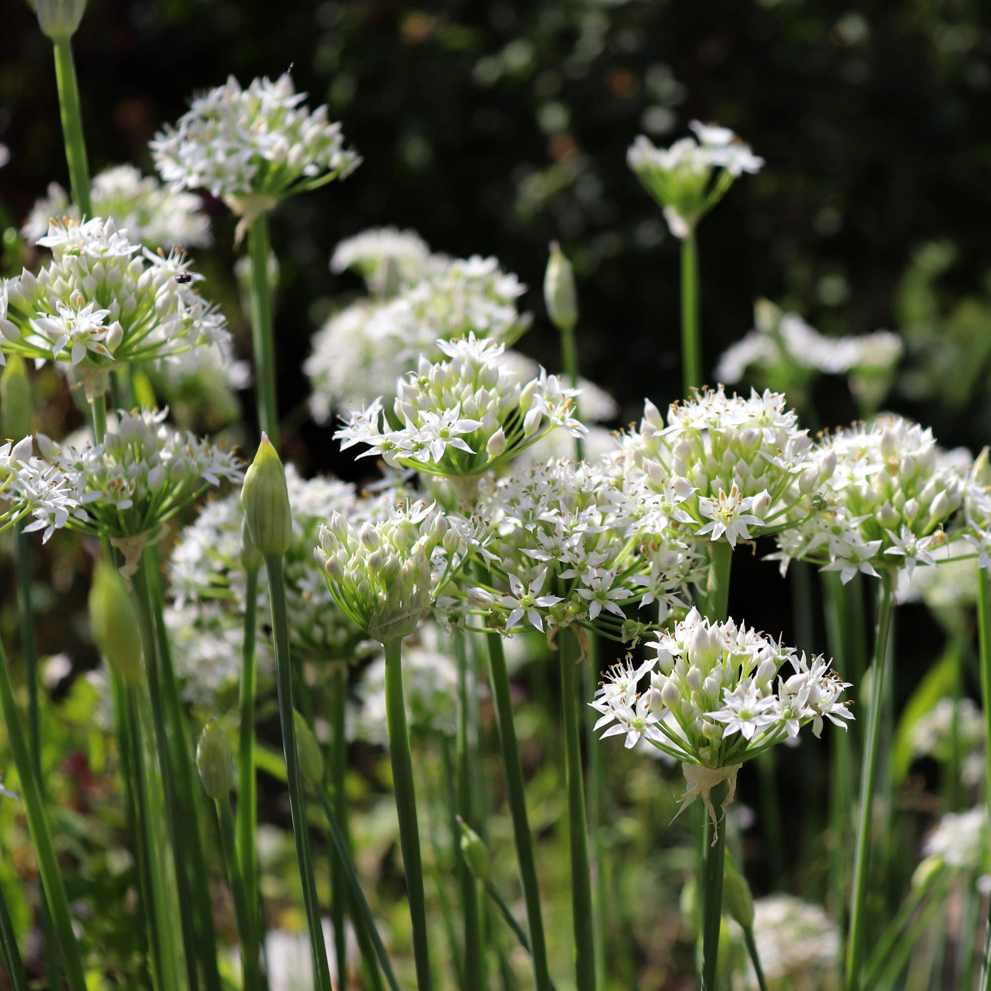 Outsidepride 1 lb. Perennial Garlic Chives Seeds - Organic Herb Garden Seeds for Microgreens, Sprouts & Cooking - Perfect for Home Gardening, Culinary Use & Healthy Eating