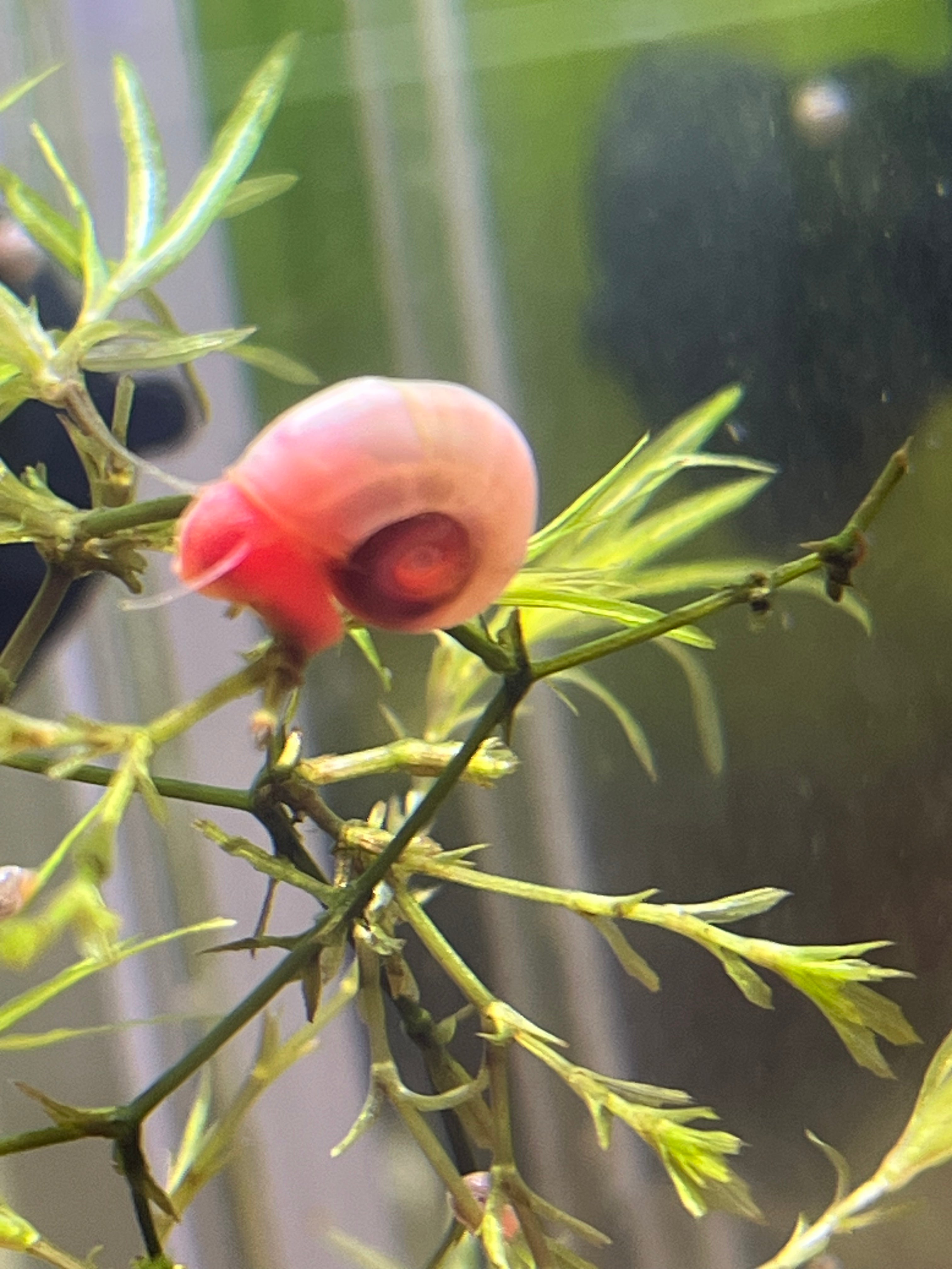 7 Live Ramshorn Snails for Aquarium – Natural Algae Eaters & Tank Cleaners | Freshwater Snails for Fish Tank | Low Maintenance Aquatic Pets | Perfect for Planted Tanks & Nano Aquariums