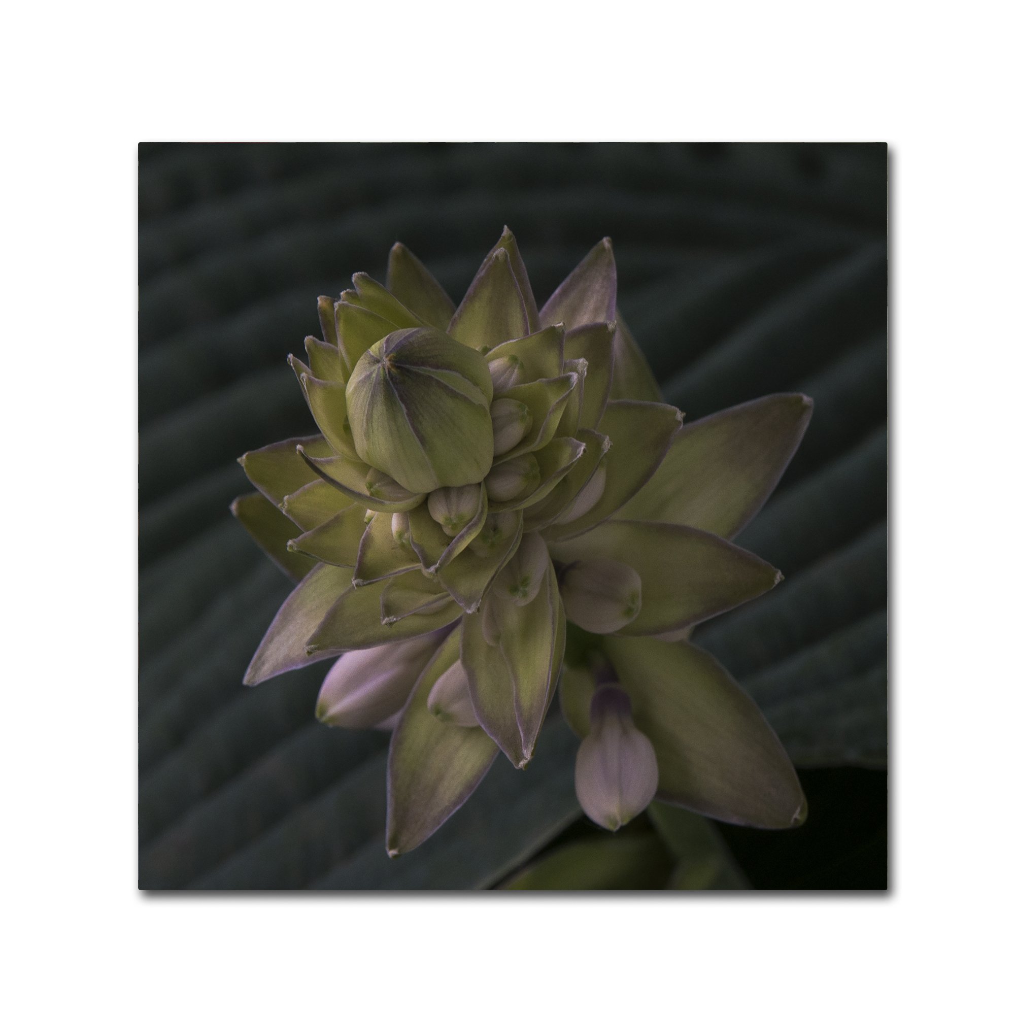 Early Hosta Flower Abstract Artwork by Kurt Shaffer - 18x18 Inch Canvas Wall Art for Living Room, Bedroom & Office Decor
