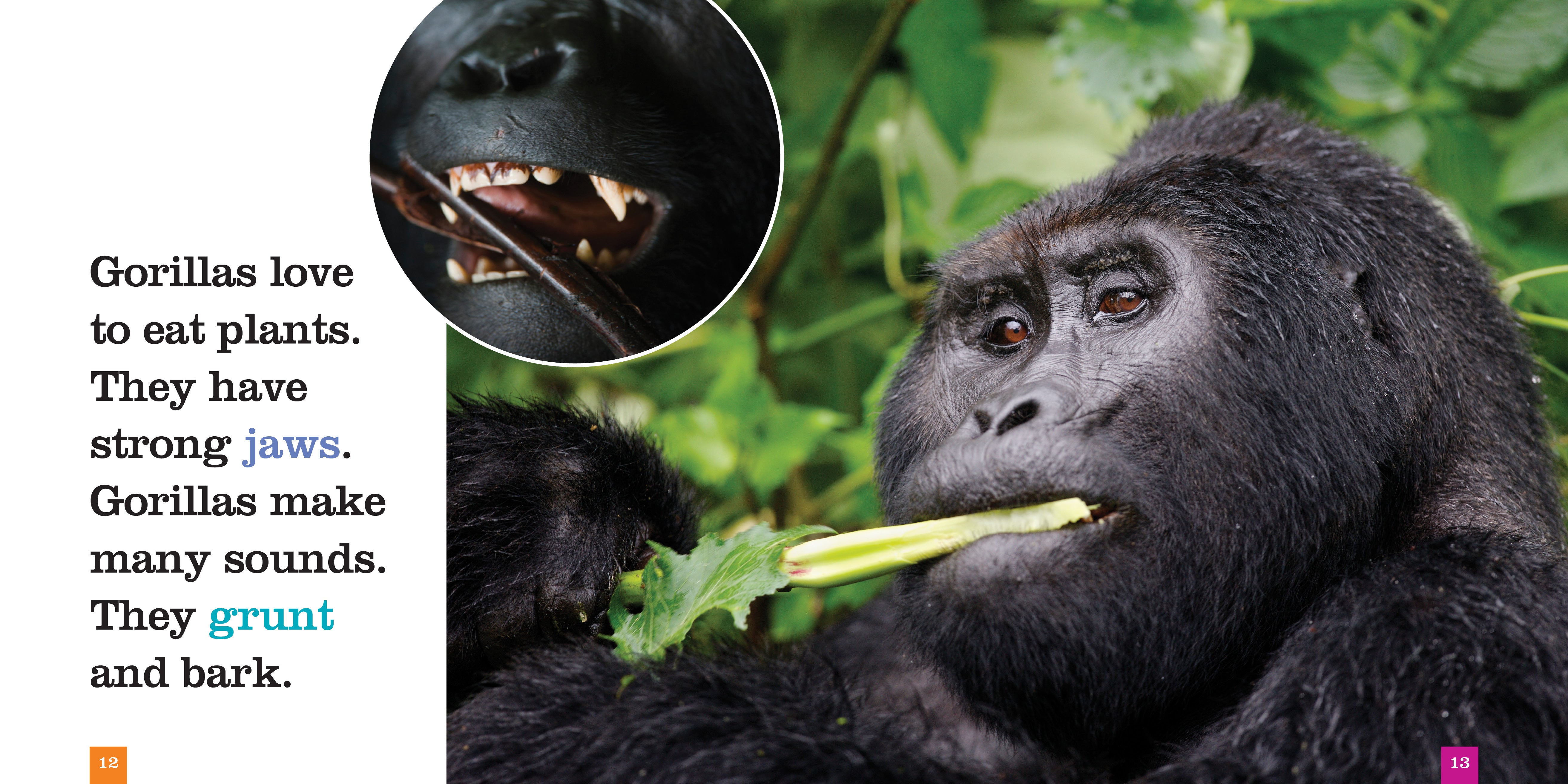 Gorillas Book - ISBN 9781608184545 - Perfect for Wildlife Enthusiasts & Nature Lovers