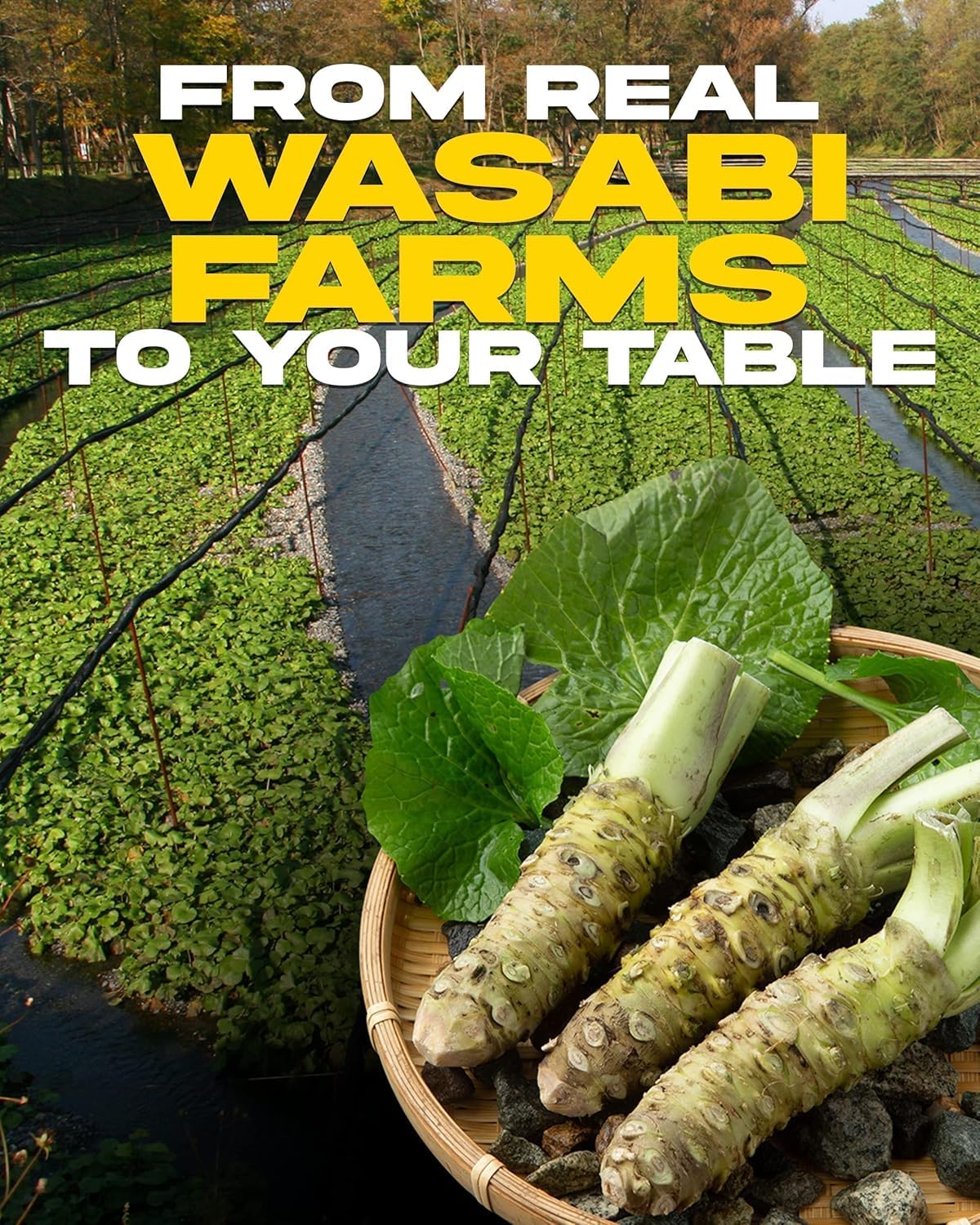 Authentic Wasabi & Red Chili Hot Sauce - Gluten-Free, Vegan Japanese Spicy Sauce for Sushi, Steak & Seafood - 55g Bottle (Pack of 2) - Perfect for Sushi Nights, BBQ Parties & Asian Cuisine