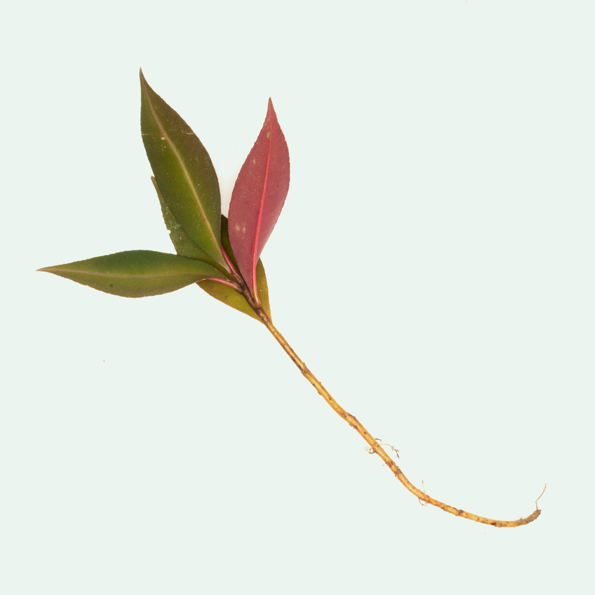 Ardisia Sp Pink Line - Beautiful Pink Variegated Houseplant for Home & Office Decor | Perfect for Indoor Gardens, Terrariums, and Gift Giving