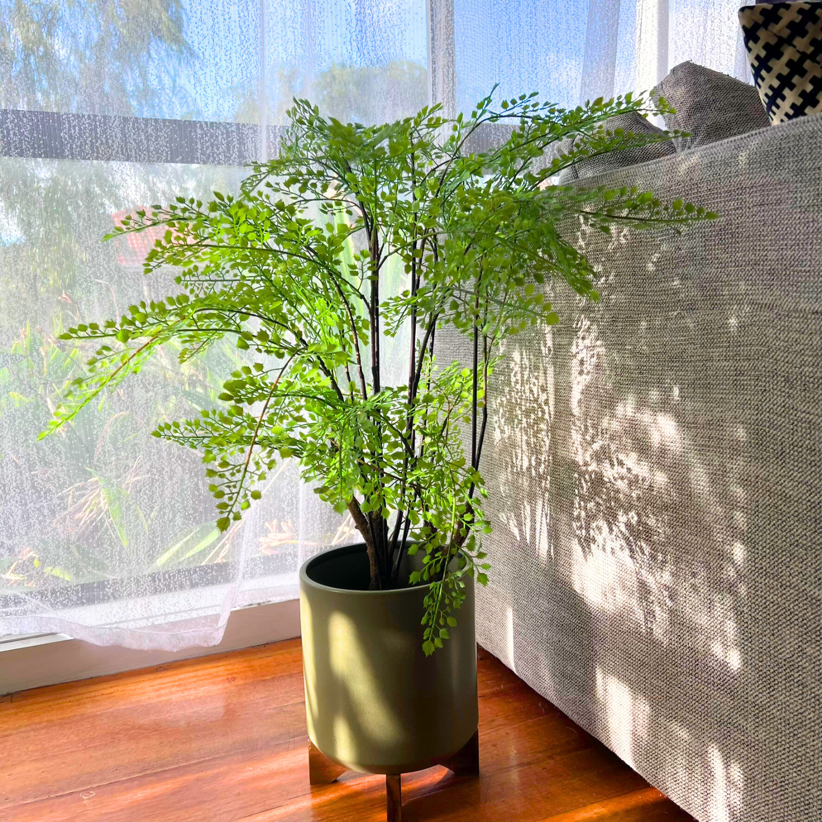60cm Maidenhair Fern Plant - Perfect for Indoor Home Decor, Office Spaces & Gift Ideas