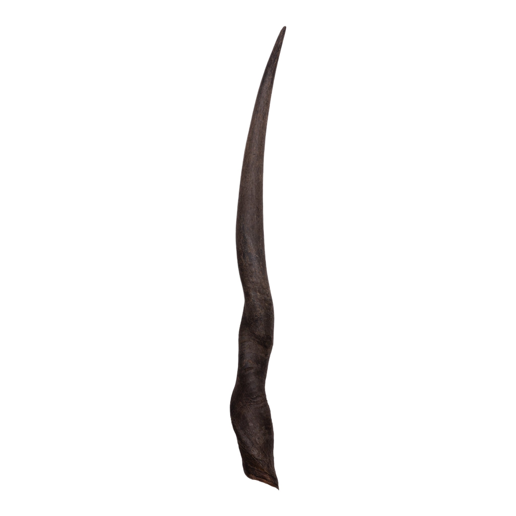 Authentic Eland Horn for Women - Handcrafted Jewelry & Home Decor, Perfect for Boho Chic Style, Spiritual Healing, and Unique Gifts