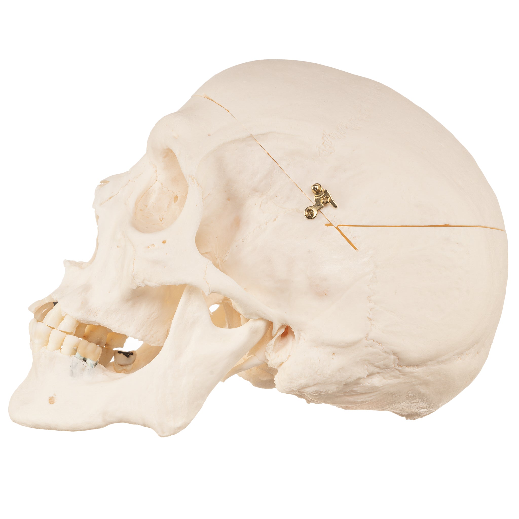 Authentic Human Skull Model for Medical Research & Education - Perfect for Anatomy Studies, Classroom Demonstrations & Halloween Decor