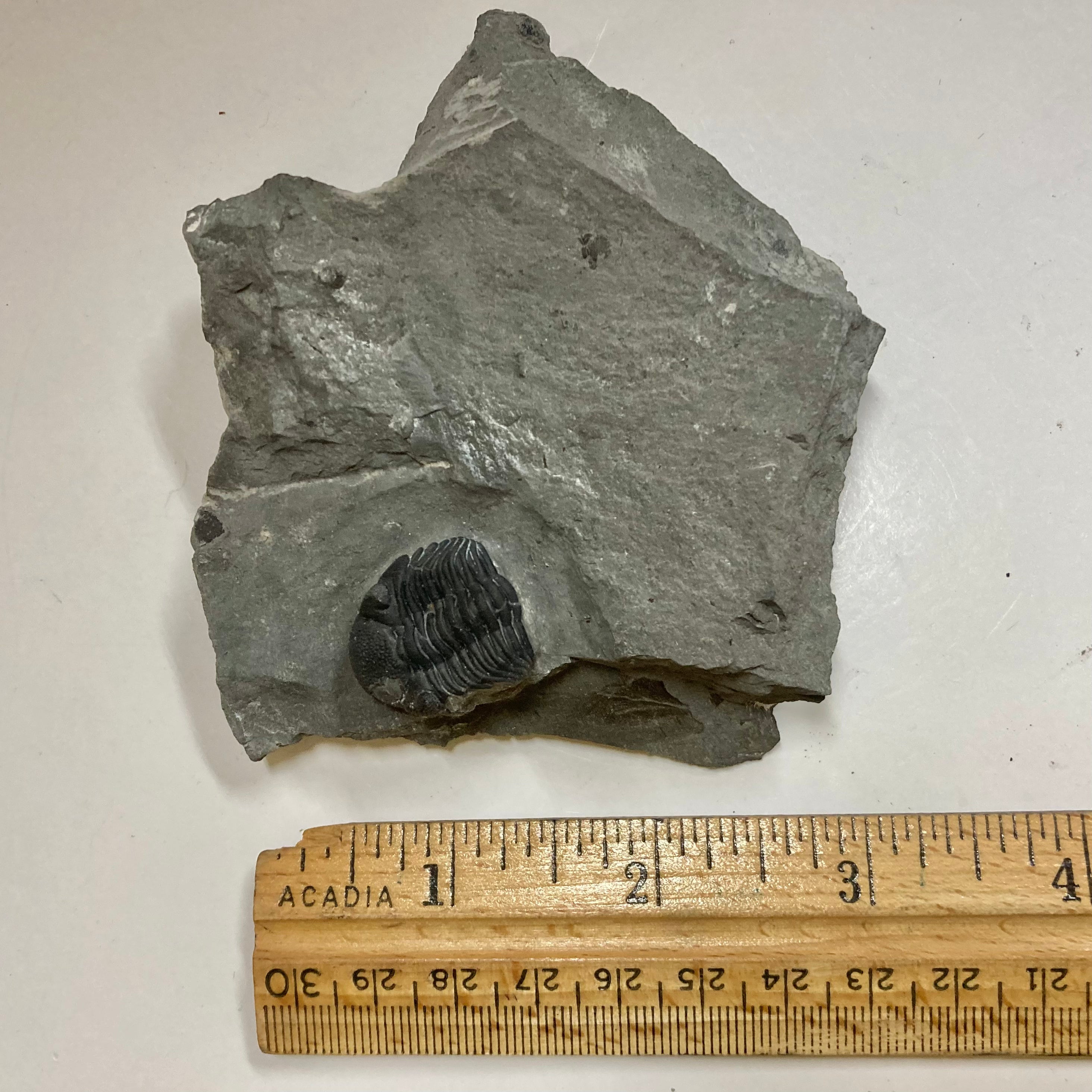 Eldredgeops [Phacops] Rana Trilobite Fossil - Rare Devonian Era Specimen for Collectors & Paleontology Enthusiasts | Perfect for Display, Education & Gifts