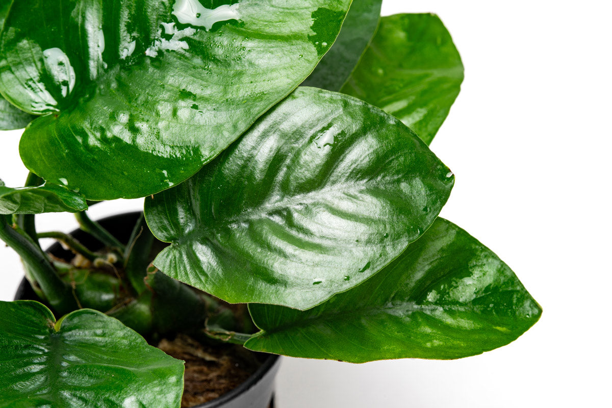 Anubias Barteri Butterfly Aquatic Plant - Live Freshwater Aquarium Plant for Fish Tanks - Easy Low Light Aquascaping Plant for Beginners - Perfect for Aquarium Decoration and Shrimp Habitats