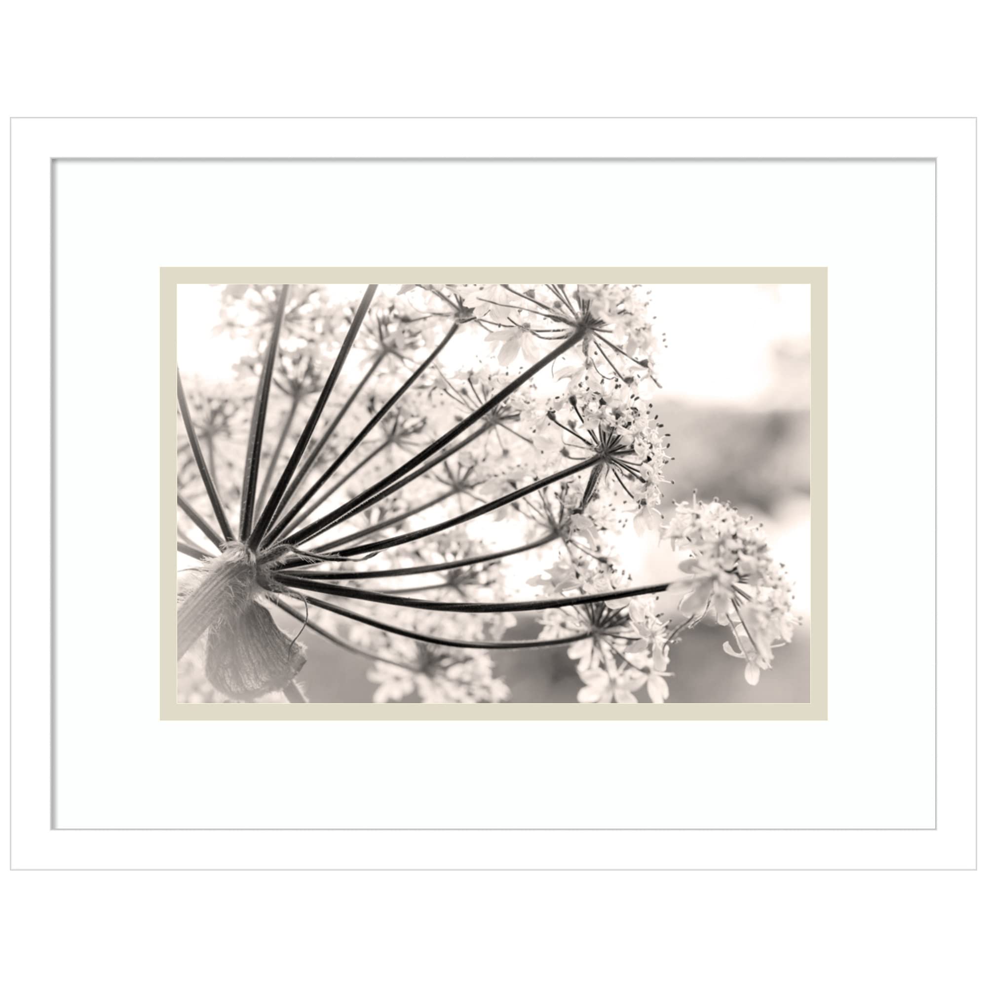 Amanti Art 14x18 Floral Cow Parsnip Framed Wall Print - Black & White Botanical Decor by Jaynes Gallery Danita Delimont | Flower Painting Artwork for Living Room, Bedroom, Bathroom & Office Decor