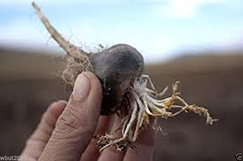 200 Black Maca Seeds - Peruvian Ginseng Superfood for Easy Home Gardening | Boost Energy & Vitality for Health Enthusiasts
