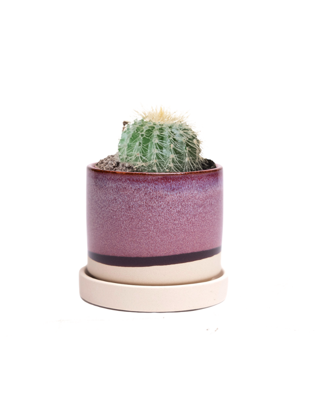 2 Inch Mini Cactus Potted Plant - Small Succulent for Home, Office, and Desk Decor