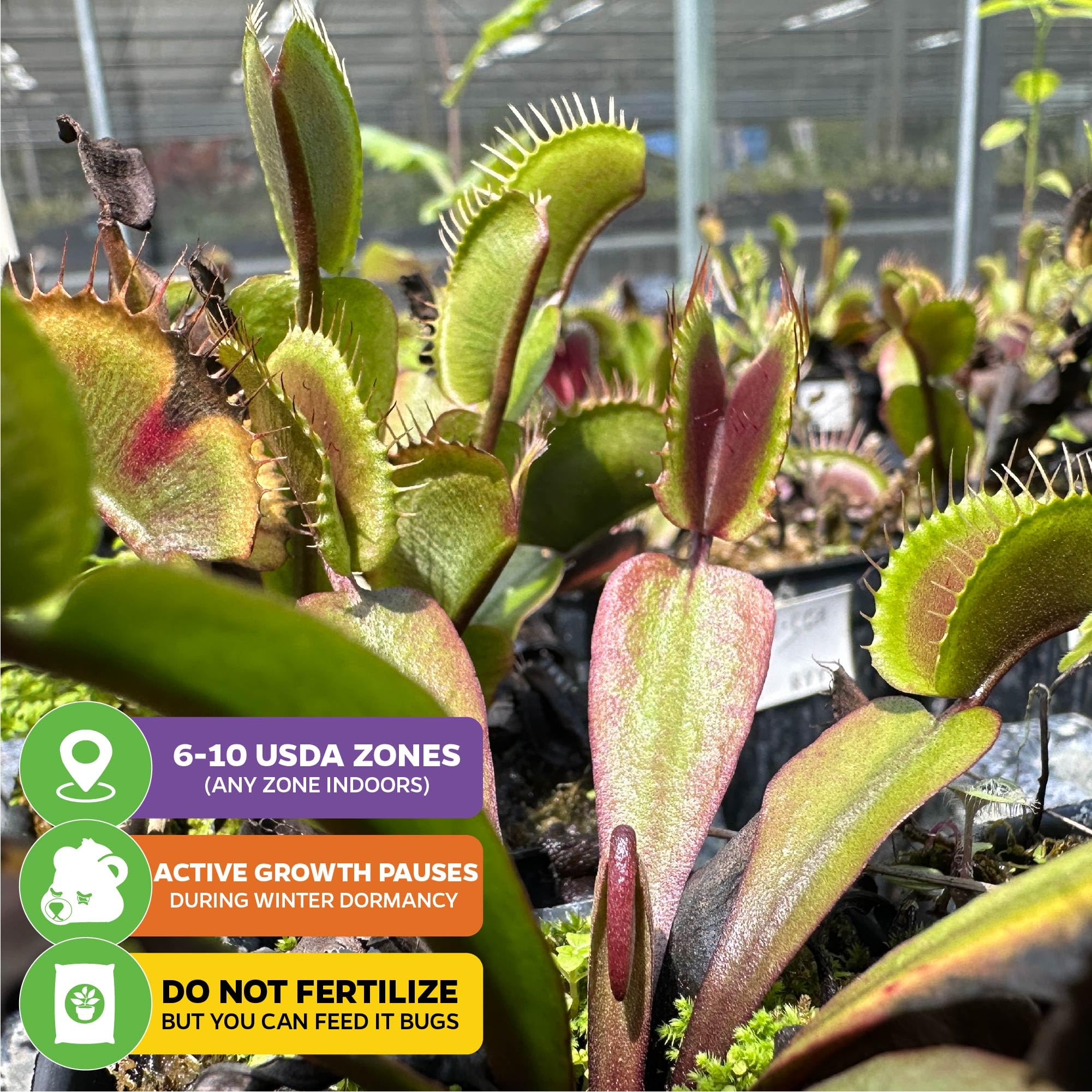 Red Dragon Venus Fly Trap Live Plant (Dionaea Muscipula) - Rare Carnivorous Plant for Home & Garden - Unique Red Trap Starter Plant by Wellspring Gardens - Perfect for Terrariums, Windowsills & Insect Control