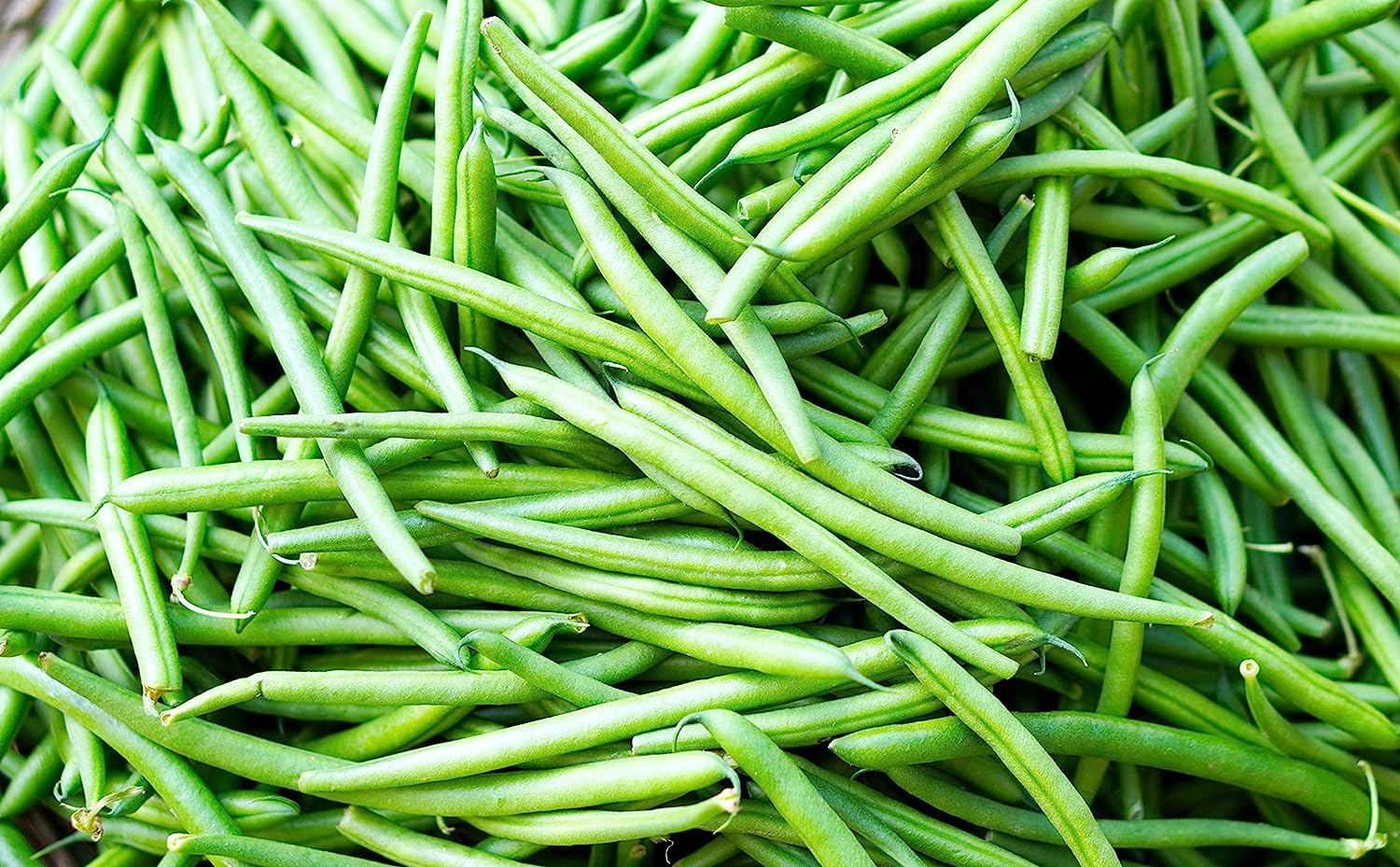 Organic CHILLATAI Bean Seeds for Home & Terrace Gardening - Non-GMO, Heirloom Variety - 50 Seeds Pack - Perfect for Urban Farming, Container Gardening & Sustainable Living